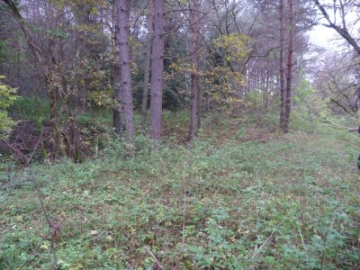 P1000290a.jpg