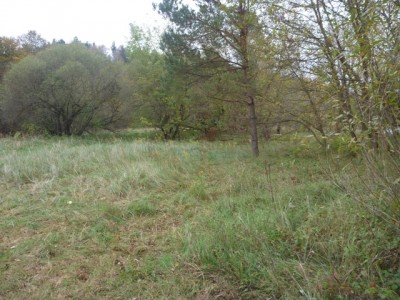 P1000259a.jpg
