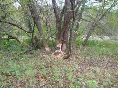 P1000263a.jpg